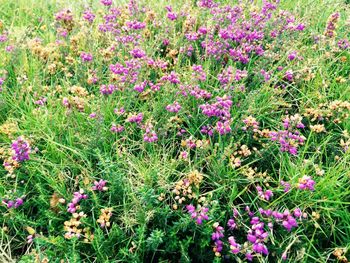 View of flowers