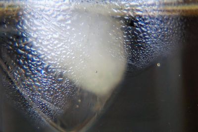 Close-up of fish swimming in sea