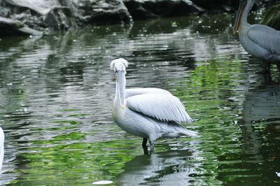 Close-up of swan perching on lake