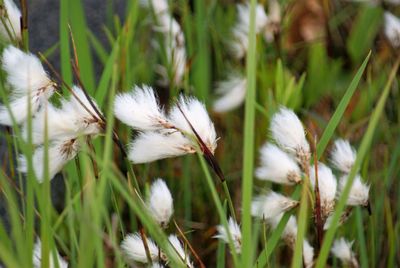 Close-up of white flowers