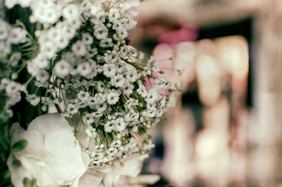 Close-up of white flowering plant