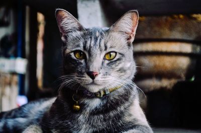 Close-up portrait of tabby cat