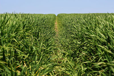 Crops growing on field against sky