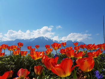 Close-up of red flowering plants on field against blue sky