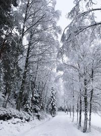 Snow covered land and trees in forest