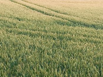 field