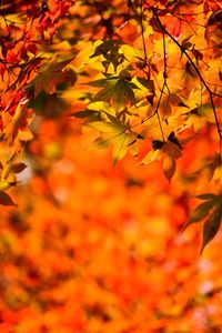 Close-up of maple leaves during autumn