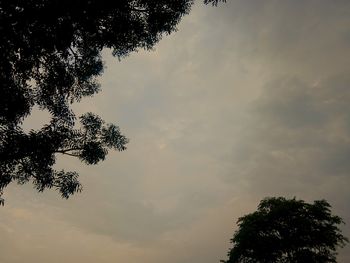 Low angle view of tree against sky