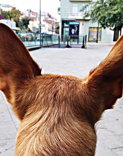 animal themes, domestic animals, mammal, one animal, pets, building exterior, built structure, focus on foreground, architecture, dog, brown, street, close-up, domestic cat, day, outdoors, house, side view, animal head, no people