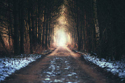 Walkway amidst trees in forest