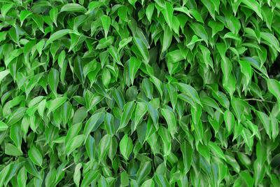 Full frame shot of plants