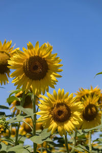 Close-up of sunflower against sky