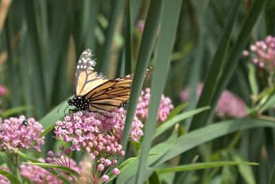 Close-up of butterfly pollinating on pink flower