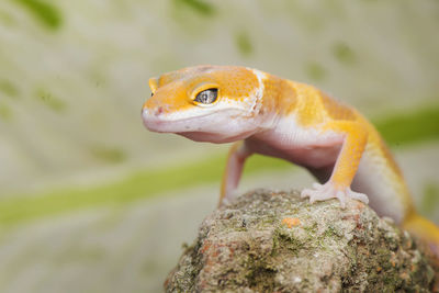 High angle view of lizard on rock