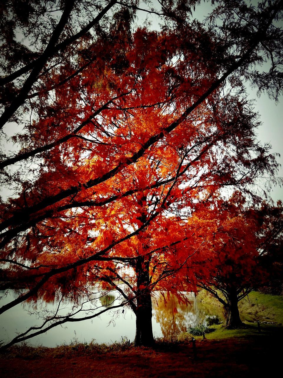 LOW ANGLE VIEW OF TREE DURING AUTUMN