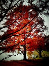 Low angle view of tree against sky during autumn