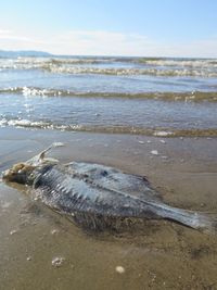 View of dead fish on beach