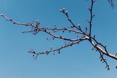 Low angle view of flowering plants against clear blue sky