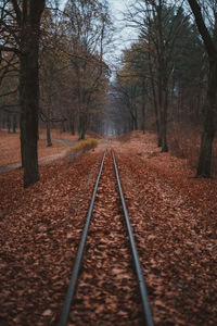 Surface level of railroad track amidst trees in forest