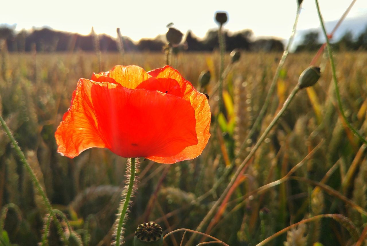 flower, freshness, growth, fragility, focus on foreground, flower head, petal, beauty in nature, plant, close-up, nature, stem, field, poppy, blooming, red, in bloom, selective focus, orange color, outdoors, botany, no people, tranquility, blossom, bud, day, growing, uncultivated, landscape, softness, sky, tranquil scene