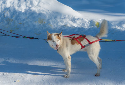 Dog on snow covered land