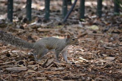 Close-up of squirrel on tree in field