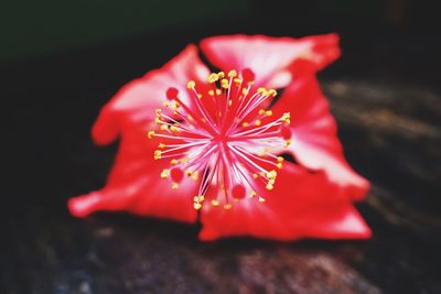 Close-up of red flower