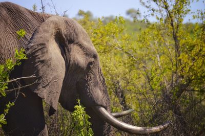 Elephant walking in the bush