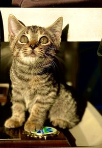 Close-up portrait of a cat