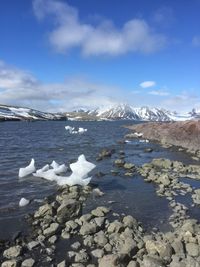 Swans in lake against sky during winter