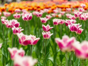 Close-up of pink flowering plants