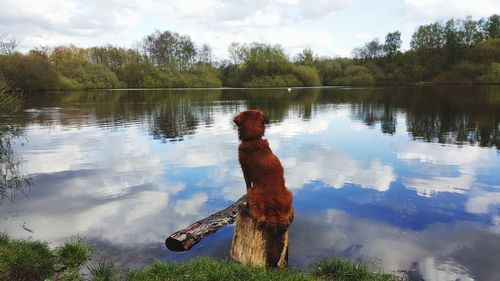 Reflection of trees in lake against sky