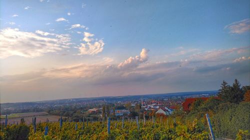 Scenic view of plants against sky