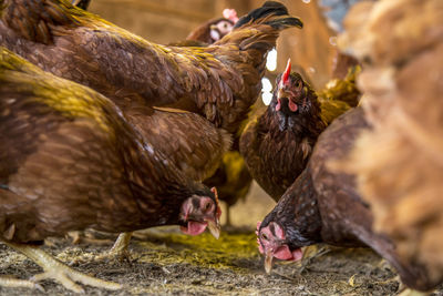 Close-up of birds eating