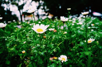Close-up of white daisies blooming in field