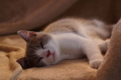 Close-up of cat sleeping on blanket