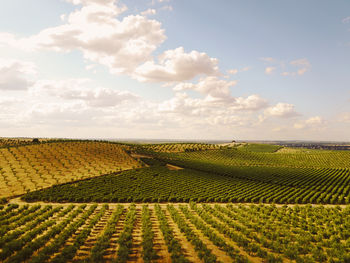 Scenic view of vineyard against sky