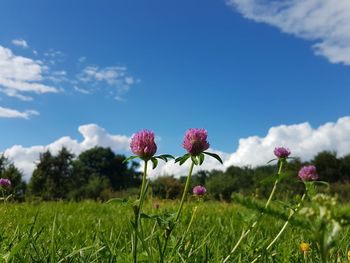 Close-up of pink flowering plants on field against sky