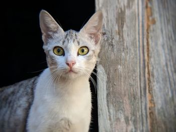 Close-up portrait of cat by wooden wall