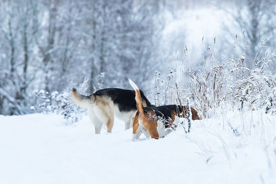 Dog standing on snow covered land