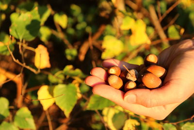 Close-up of hand holding fruits