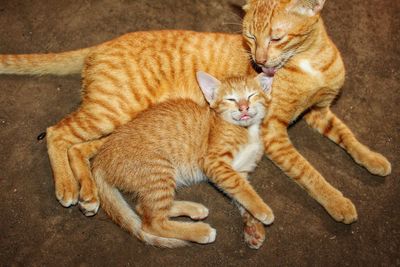 High angle view of cats lying down