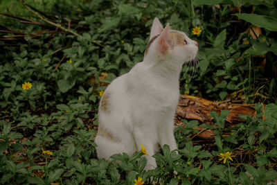 Cat looking away on flower field