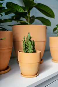 Close-up of potted plant on table