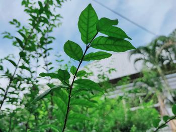 Low angle view of flowering plant