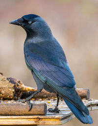 Close-up of bird perching outdoors