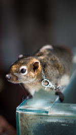 Close-up of squirrel