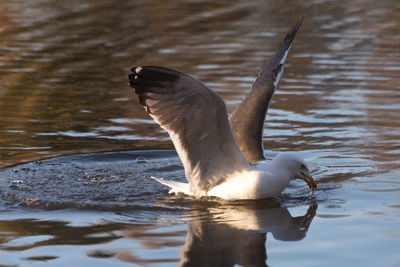 Bird flying over lake