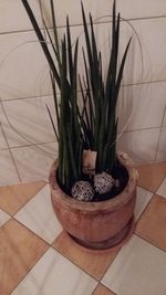 Close-up of plant on table