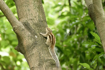 Squirrel on tree trunk